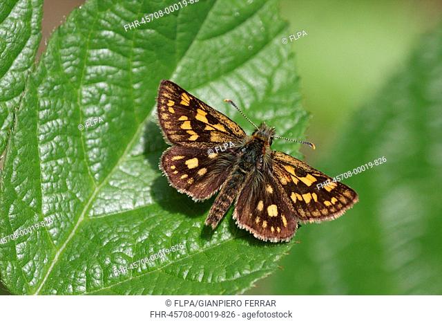 Chequered Skipper Carterocephalus palaemon adult male, resting on bramble leaf, Italian Alps, Italy, may