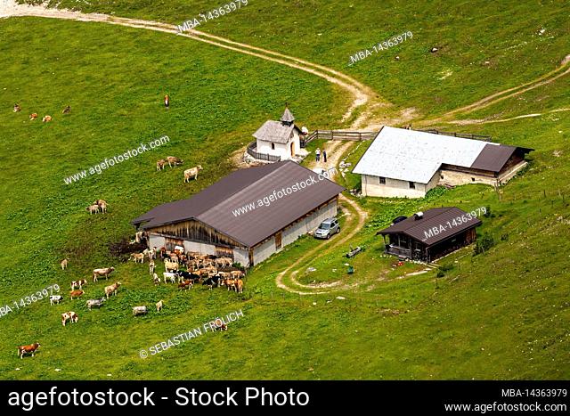 The Lochalm below the Karwendelhaus in the Karwendel near the Birkkarspitze in summer with cows and fresh green grass on the pasture