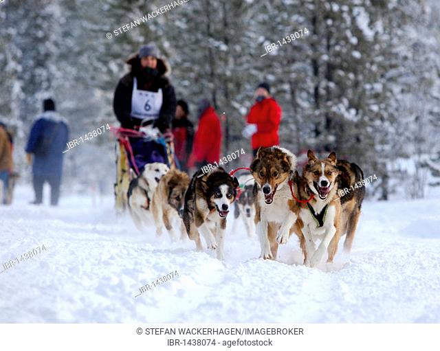 Female long distance musher Michelle Phillips, running sled dogs, Alaskan Huskies, dog team, Carbon Hill dog sled race, Mt