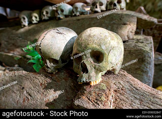 Close-up of a death's head exposed in the spectacular cave tomb of Lombok Parinding which has housed the dead of Tana Toraja since 700 years