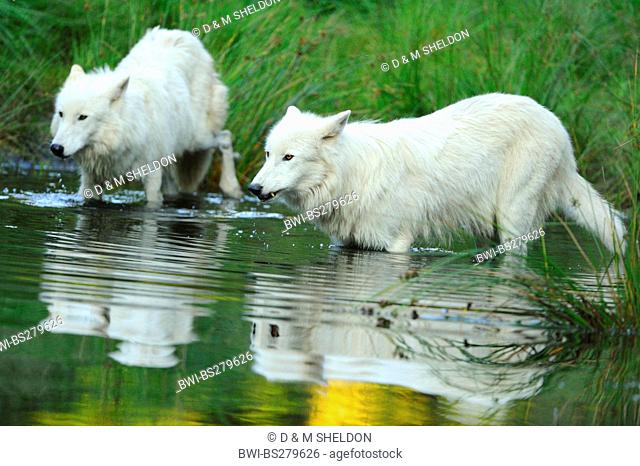 arctic wolf, tundra wolf Canis lupus albus, Canis lupus arctos, two arctic wolfes standing in shallow water