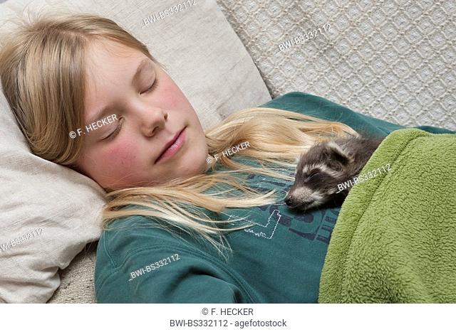 common raccoon (Procyon lotor), animal baby and girl sleeping together under a blanket, Germany