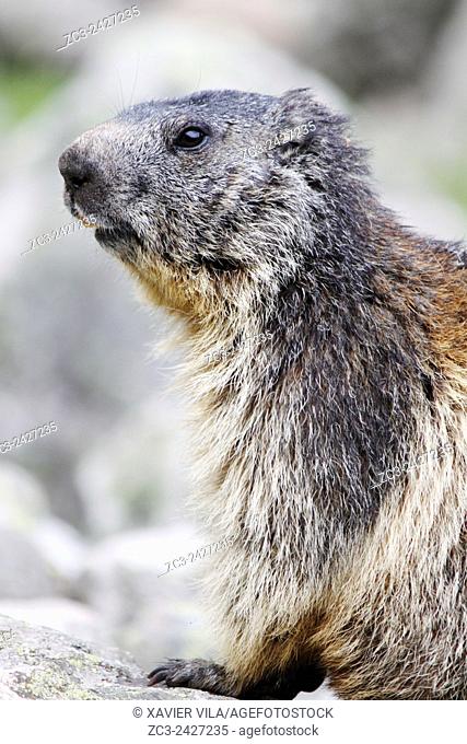Alpine Marmot, Marmota marmota, Ecrins National Park, Lauvitel, Isere, Rhone Alpes, France