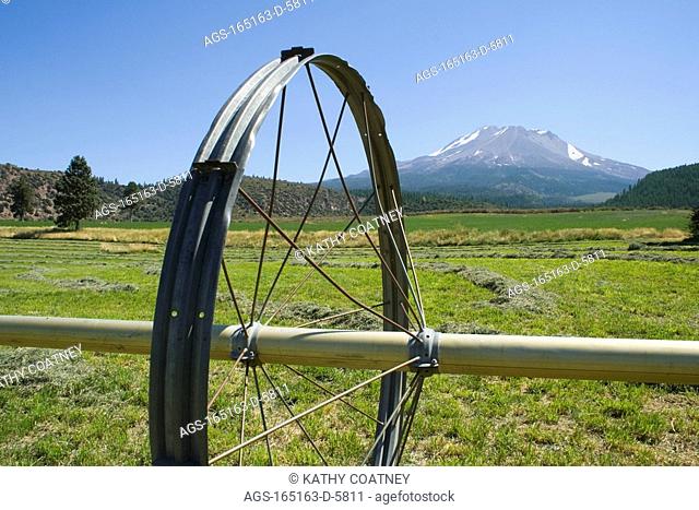 Agriculture - Freshly cut alfalfa, drying in windrows prior to being baled, with Mt. Shasta in the background and a linear irrigation wheel in the foreground /...