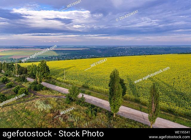 Aerial view on a road and sunflower fields in Saharna Noua village, Rezina District of Moldova