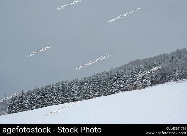 Trees and hills in winter