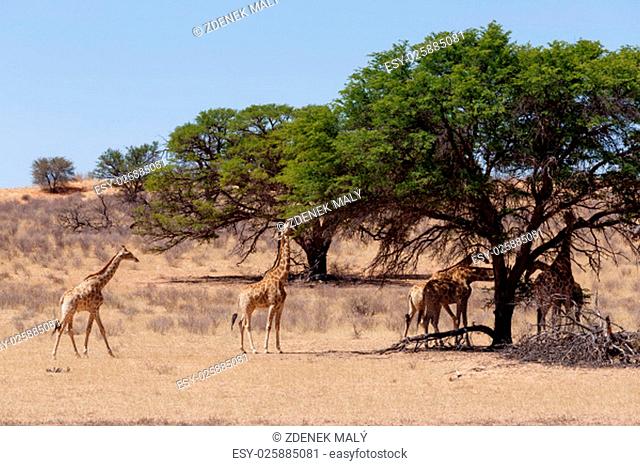 Giraffa camelopardalis in african bush, Kgalagadi Transfrontier Park, Botswana, wildlife