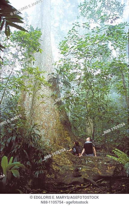 Gyranthera caribensis Pittier tree, Henri Pittier national Park, Venezuela