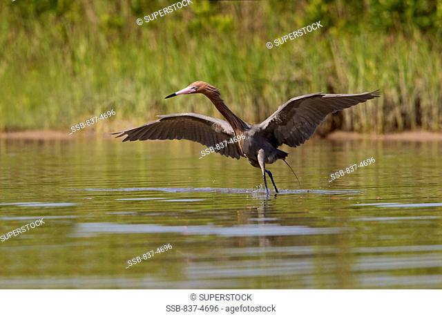 Reddish egret Egretta rufescens foraging with its spread wings in water