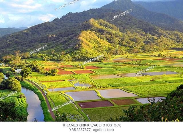 Taro fields are cultivated in a valley on Kauai, Hawaii