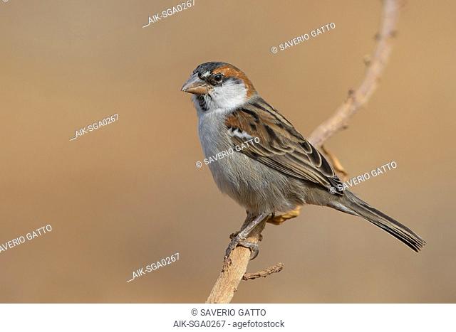 Iago Sparrow, Male, Santiago, Cape Verde (Passer iagoensis)
