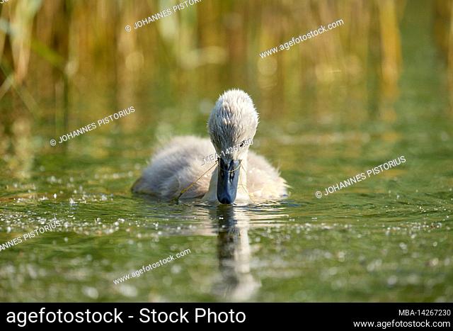 Europe, Germany, Lower Saxony, Otterndorf. Young Mute Swan (Cygnus olor) foraging