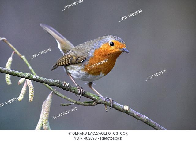 European Robin, erithacus rubecula, Adult standing on Branch, Normandy