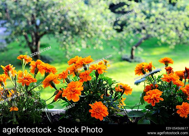 marigolds on the background of a summer garden