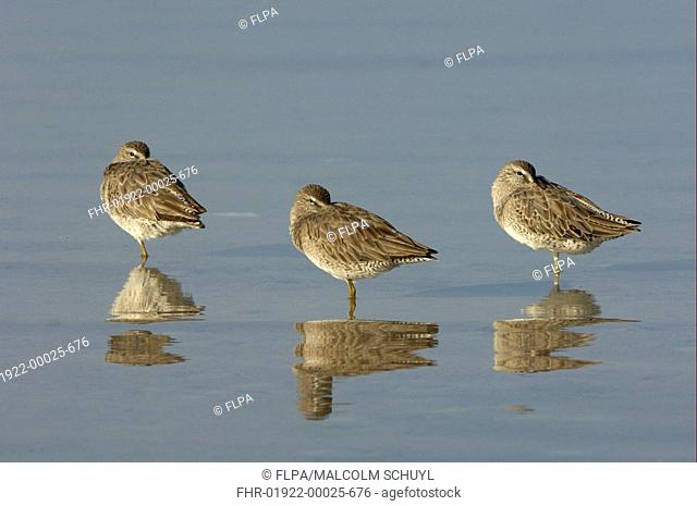 Short-billed Dowitcher Limnodromus griseus three adults, roosting in shallow water, Florida, U S A