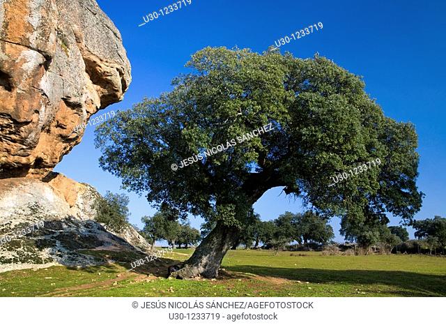 A holm oak Quercus ilex next La Peña, in Los Arribes del Duero Natural Park  Salamanca, Castilla y León  Spain