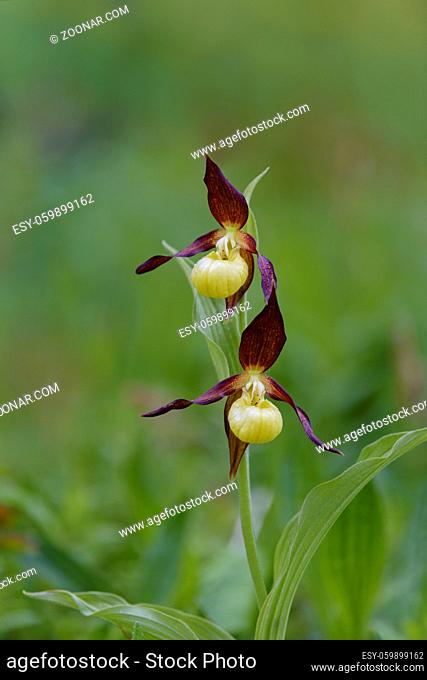 Europaeischer Frauenschuh, Cypripedium calceolus, Ladys Slipper Orchid