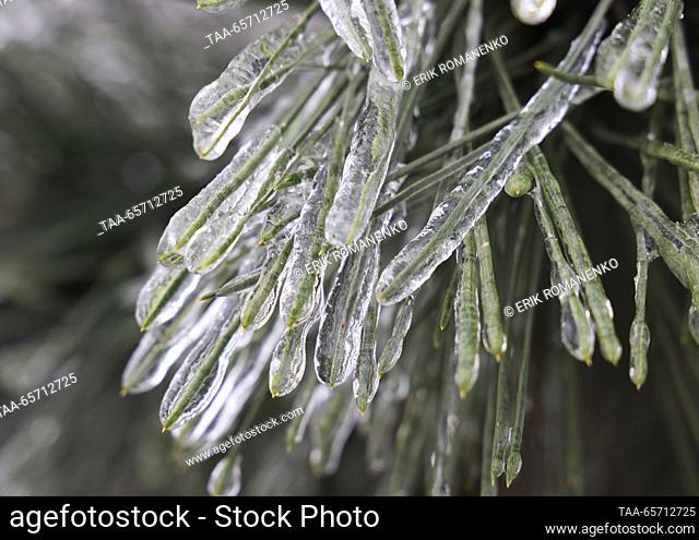 RUSSIA, ROSTOV-ON-DON - 13 de diciembre de 2023: Glaze hielo de la lluvia helada cubre agujas de abeto. Vientos fuertes con ráfagas de hasta 18 metros por...