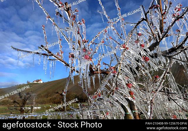 08 April 2021, Bavaria, Escherndorf: Apricot and peach trees stand in artificial rain covered with a layer of ice in front of the Vogelsburg