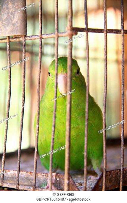Minas Gerais; MG; Brazil; domestic animal; parrot