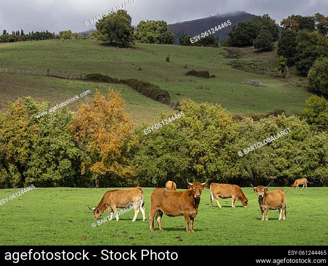 herd of cows grazing, Artziniega, Alava, Pais Vasco, Spain
