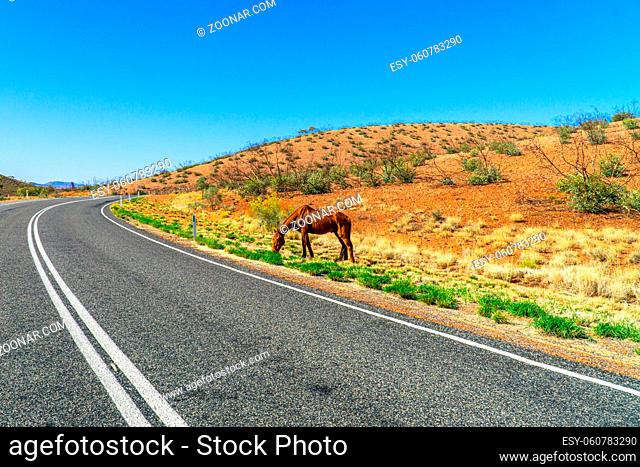an Australian Highway leads through the middle of the Outback and at the edge stands a emaciated wild horse