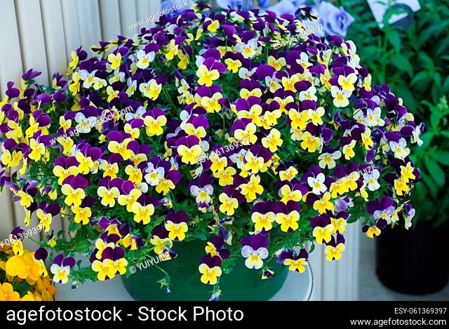 Yellow and urple Flower Pansies closeup of colorful pansy flowers, a pot plant full bloom