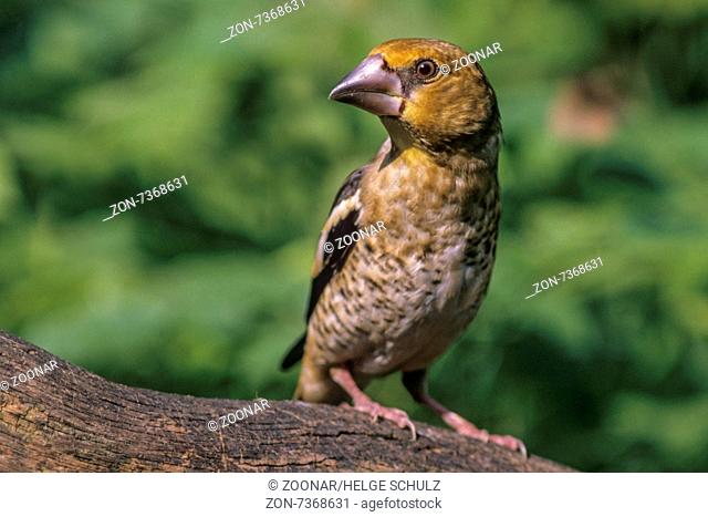 Hawfinch fledgling sits on an oak branch