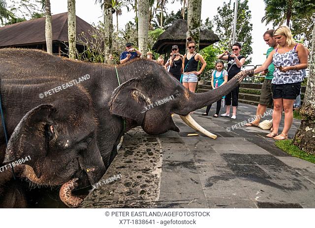 Tourists feeding rescued Sumatran elephants at the Elephant Safari Park at Taro, Bali, Indonesia