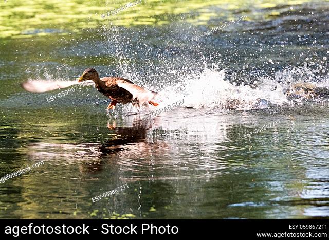 wild duck flies up from lake water