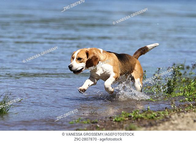 A Beagle dog runs along a lake