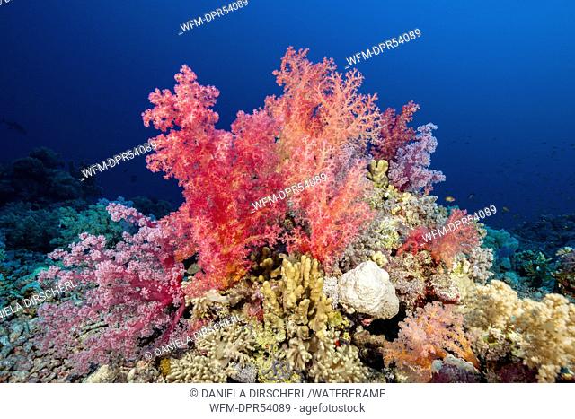 Colored Soft Coral Reef, Shaab Rumi, Red Sea, Sudan