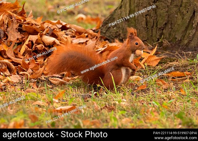 31 October 2022, Berlin: 31.10.2022, Berlin. A squirrel (Sciurus vulgaris) sits on a meadow in the Botanical Garden surrounded by autumn leaves and holds a nut...