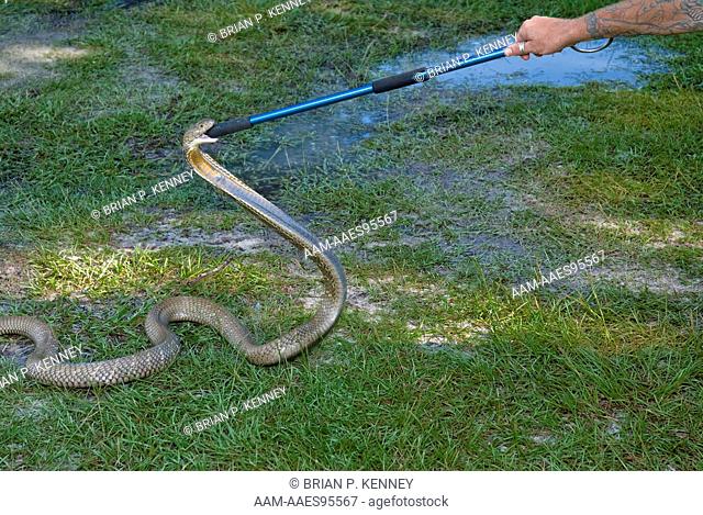 Tug-of-War with a Malaysian King Cobra (Ophiophagus hannah) over control of a snake hook. The King Cobra is the world's largest venomous snake