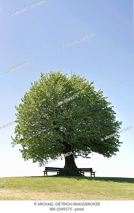 Linde (Tilia spec) with bench, solitary tree a hill, Rendsburg-Eckernfoerde district, Schleswig-Holstein, Germany, Europe