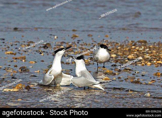 Courtship display of Sandwich Terns, with the male offering sand eel to the female, pebble spit on Scolt Head Island, Brancaster Harbour, North Norfolk