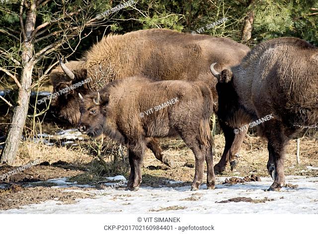 The European bison calf, which was born last year in Milovice, near Benatky na Jizerou, Czech Republic, 56 kilometres (31 miles) East of Prague