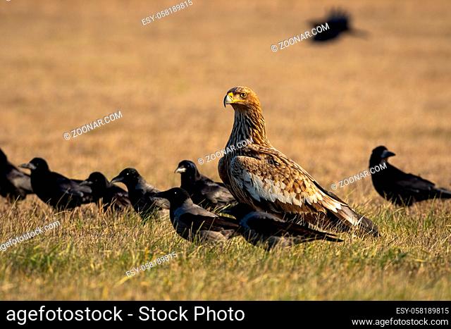 Eastern imperial eagle, aquila heliaca, with flock of crows sitting on the ground around. Feathered hunter resting on dry field in autumn