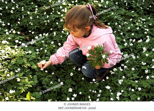 A girl picking wood anemones, Sweden