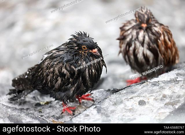 RUSSIA, ROSTOV-ON-DON - DECEMBER 12, 2023: Pigeons endure freezing rain. Strong winds with gusts of up to 18 metres per second and freezing rain have caused...