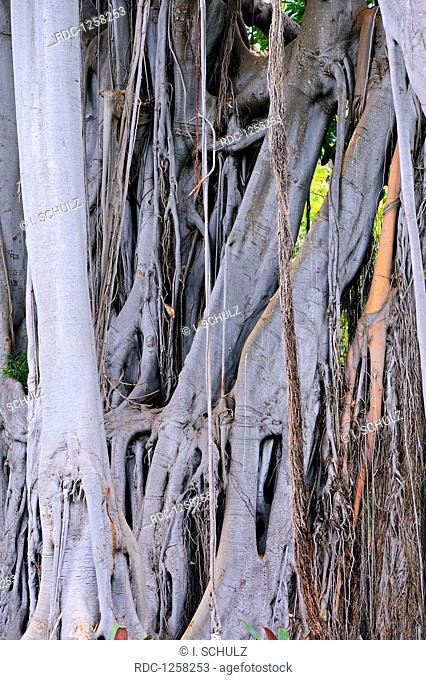 Luftwurzeln, Grossblaettrige Feige (Ficus macrophylla), Australien