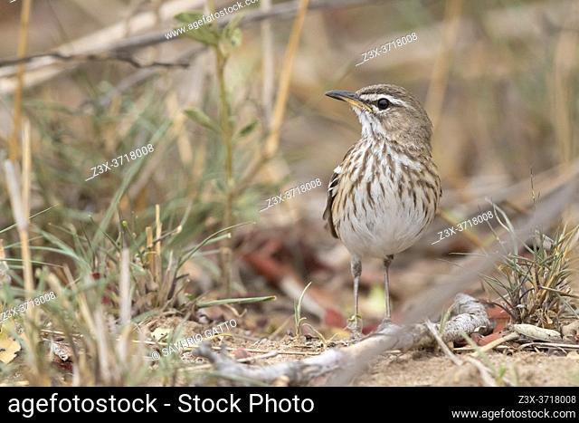 White-browed Scrub Robin (Cercotrichas leucophrys), adult standing on the ground, Mpumalanga, South Africa