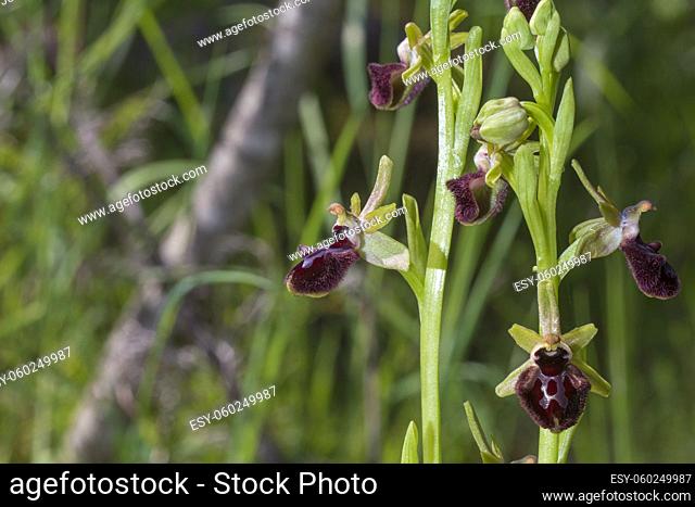 Beautiful wild rare orchid Ophrys sphegodes also known as early spider-orchid. Valverde de Leganes, Extremadura, Spain