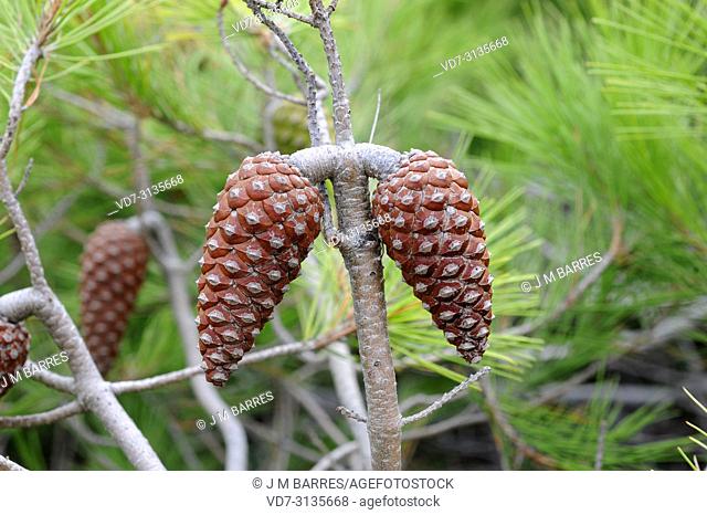 Aleppo pine (Pinus halepensis) is a coniferous tree native to Mediterranean Basin. It is specially abundant in eastern Spain. Cones detail
