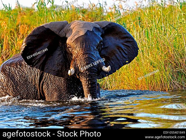 Elephants crossing the Kwando River in Namibia