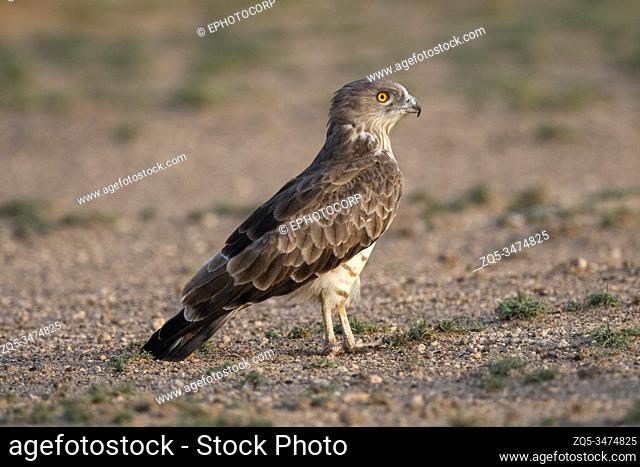 Short-toed snake eagle, Circaetus gallicus, Desert National Park, Rajasthan, India