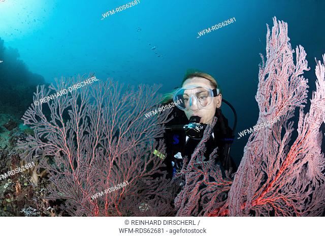 Scuba diver and Seafan, Melithaea sp., Cenderawasih Bay, West Papua, Indonesia