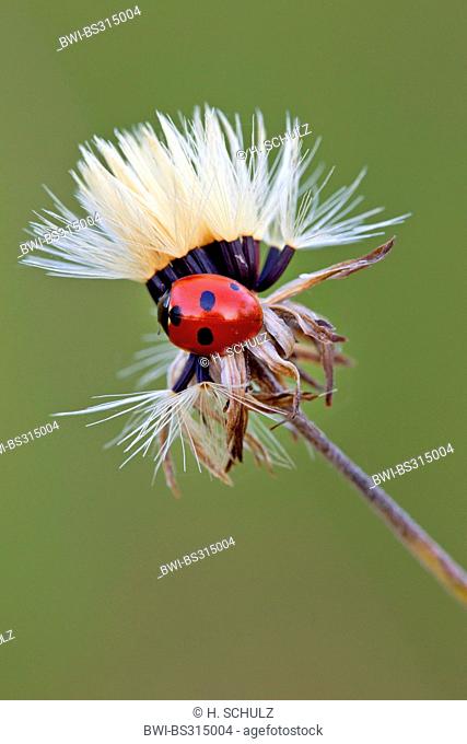 five-spot ladybird, fivespot ladybird, 5-spot ladybird (Coccinella quinquepunctata), sitting on a fruiting composite, Germany, Schleswig-Holstein