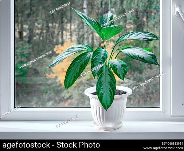 A beautiful indoor flower of the marantaceae family grows on the windowsill in a white flower pot. Front view, copy space