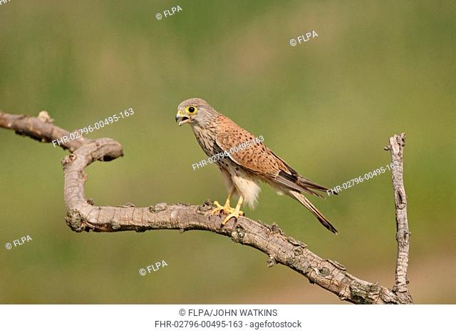 Common Kestrel Falco tinnunculus adult male, calling to nesting mate, perched on branch in woodland, Hungary, summer